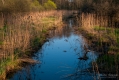 042_Biebrza - kwiecien 2010
